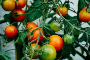 Vegetarische Fitness Rezepte